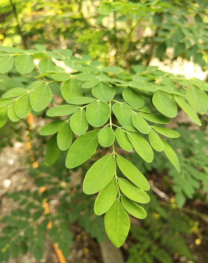 moringa leaves