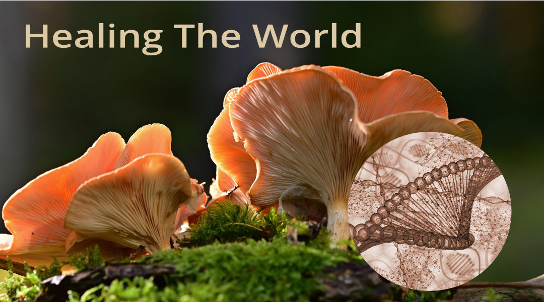Mushroom healing